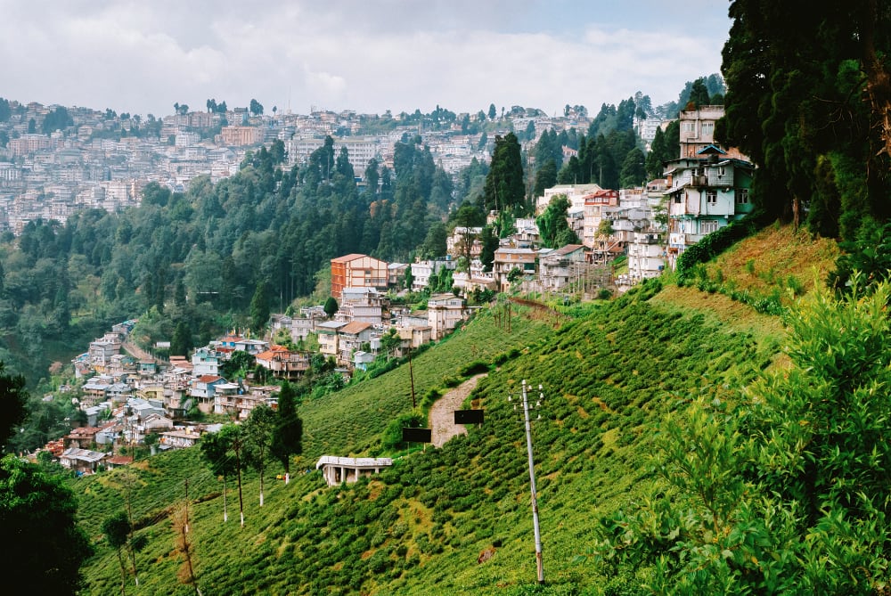 Darjeeling-Tee - Nibelungentee
