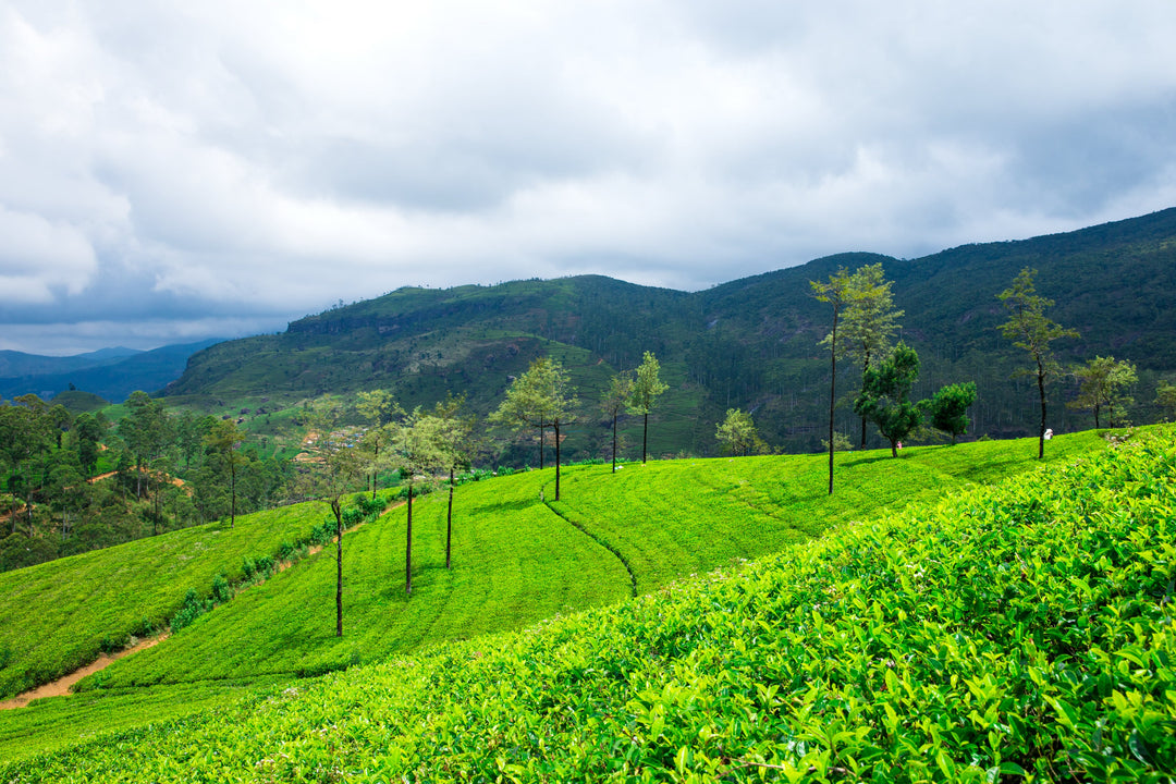 Darjeeling-Tee - First Flush Ernte