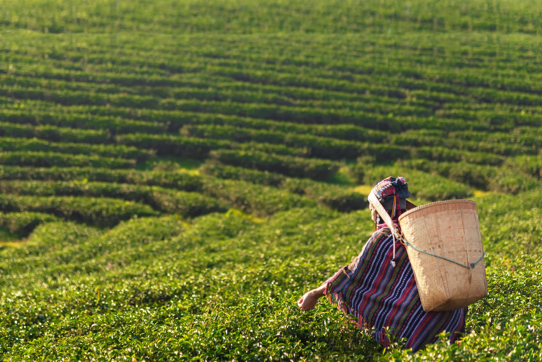 Teepflückerin inmitten einer Darjeeling Teeplantage