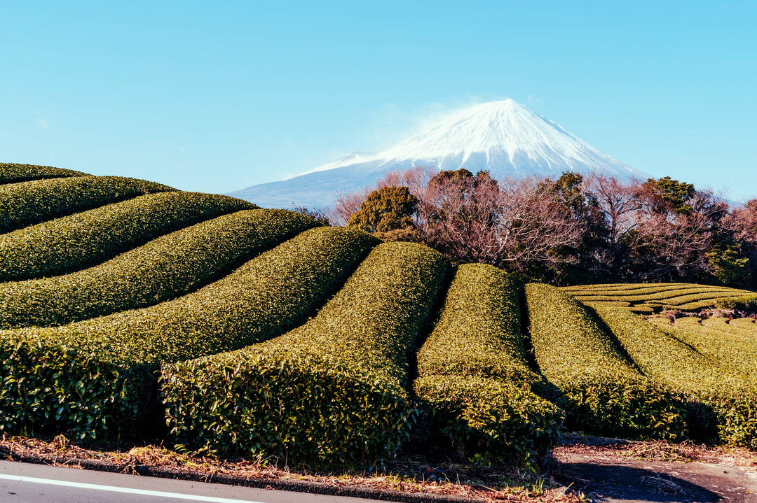 Berg Fuji mit Schnee und Grün Tee Plantage im japanischen Herbst.