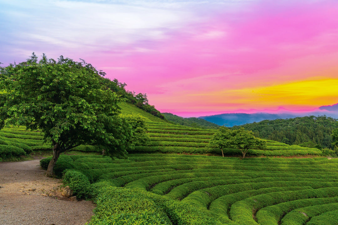 Eine Landschaftsansicht des Sonnenaufgangs in den Grünteefeldern von Boseong, Südkorea.