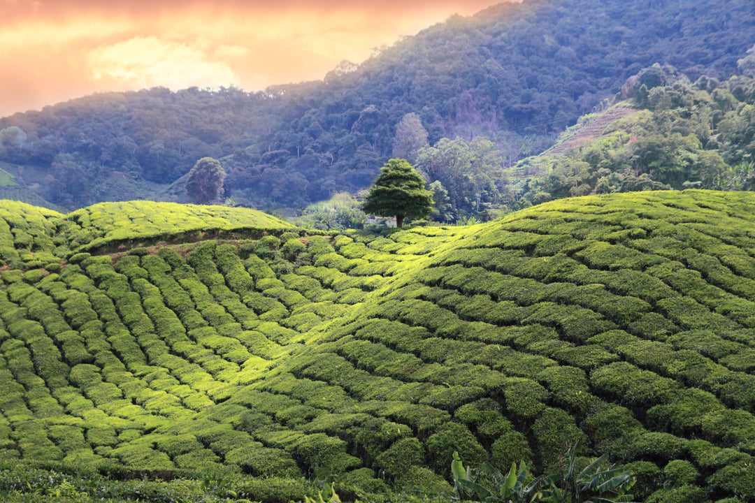 Teeplantage in Darjeeling