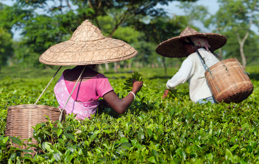 2 Frauen pflücken Teeblätter auf einer üppigen Plantage. Assam, Indien.